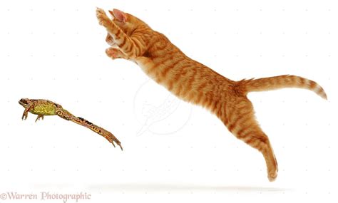 Ginger Cat Pouncing At A Frog Cats And Kittens Cats Kitten Photos