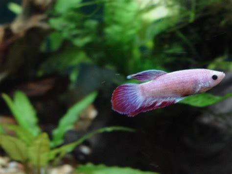1280 x 720 jpeg 131 кб. pink betta, this looks like our baby betta. | Betta fish ...