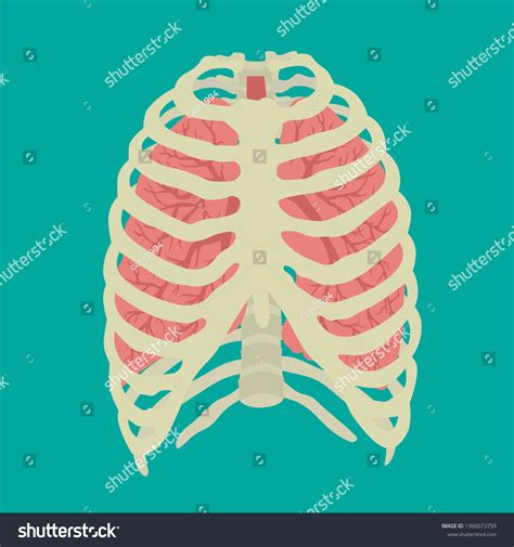 Rib Cage Lungs Iinternal Organs Icons เวกเตอร์สต็อก ปลอดค่าลิขสิทธิ์