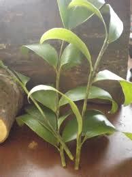 Kayu bajakah mengandung banyak nutrisi yang berguna untuk menjaga dan meningkatkan imunitas tubuh. mengkawi blog: Khasiat Raja Kayu