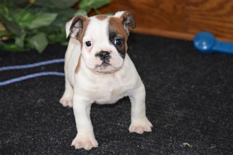 Beabull Puppy For Sale Millersburg Ohio Male Donald Ac Puppies Llc