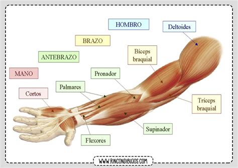 Musculos Del Antebrazo Rincon Dibujos