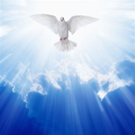 The Holy Spirit Dove