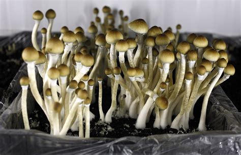 Amsterdam Mushroom Crackdown Medcity News