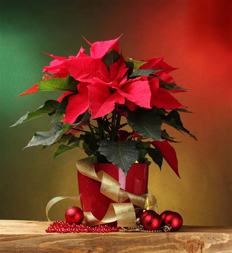 How To Care For Your Poinsettia At Christmas Mother Distracted