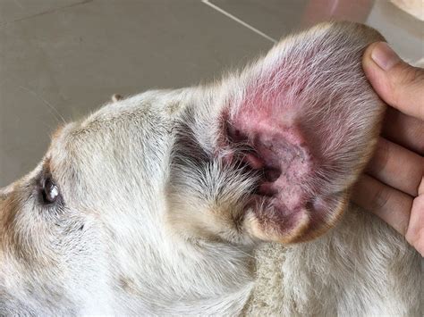 Infección De Oído En Los Perros Cómo Tratarla Detectarla Y Prevenirla