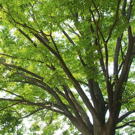 Shade Trees To Consider For Shade Climbing Swings And More