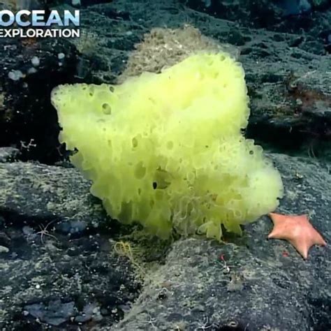 Scientists Spot Real Life Spongebob And Patrick Star Curious Times
