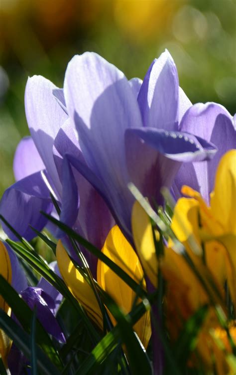 Download 840x1336 Wallpaper Yellow Purple Crocus Flowers Spring