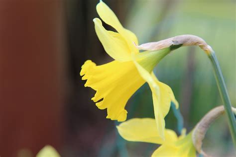 Narcissus Spring Daffodil Free Photo On Pixabay Pixabay