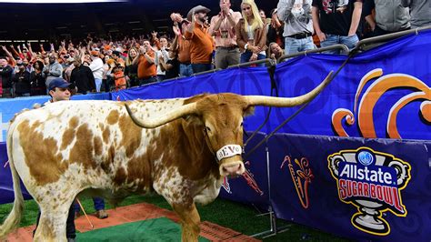 Texas Mascot Bevo A Steer Charges Georgia Mascot Uga A Dog Before