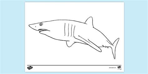 FREE Mako Shark Colouring Colouring Sheets Twinkl