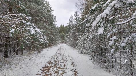 The Dirt Road Goes Through A Pine Forest After The Snowfall