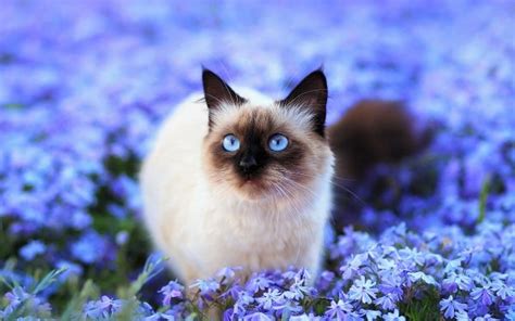 19 Himalayan Cat Hd Wallpapers Background Images Wallpaper Abyss