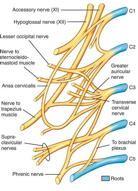Cervicale Plexus Definitie En Anatomie Rugpijn Populair Gemaakt Door