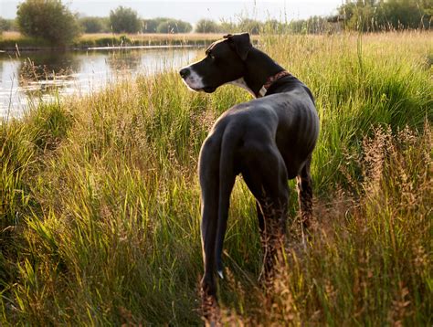 Great Dane Photography Tips And Inspiration Have Dane Will Travel