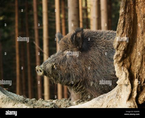 Sus Scrofa Scrofa Head Of Central European Boar In Forest Stock Photo