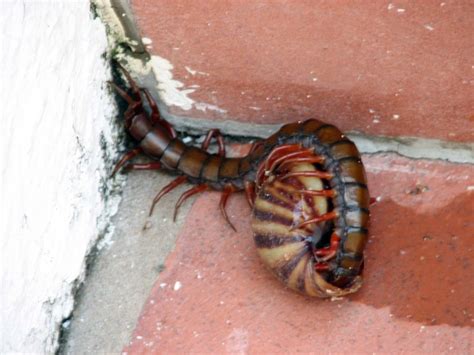 Amazonian Giant Centipede Encyclopedia Of Life