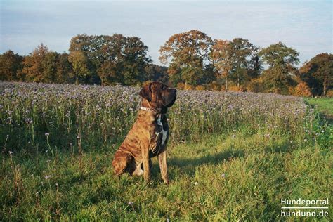 Fila brasileiro (portugiesisch fila brasileiro, eng. Fila Brasileiro, Cao de Fila, Brasilianische Dogge Foto ...