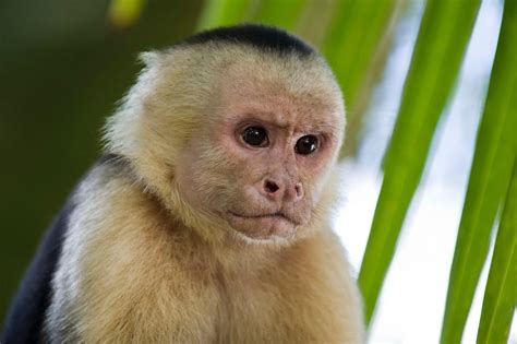 Small Pets At Home Exotic Pets Capuchin Monkey
