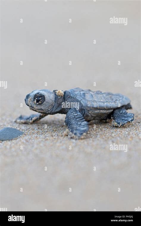 Baby Loggerhead Turtle Hatching Caretta Hi Res Stock Photography And