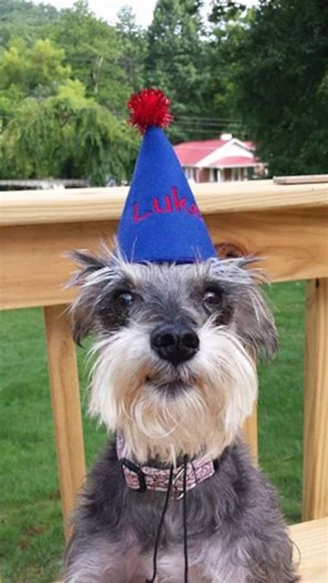 Pet Dog Birthday Party Hat Etsy