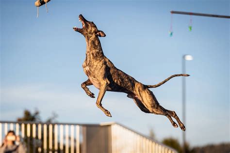 slingshot  dock diving whippet dog attempts guinness world record