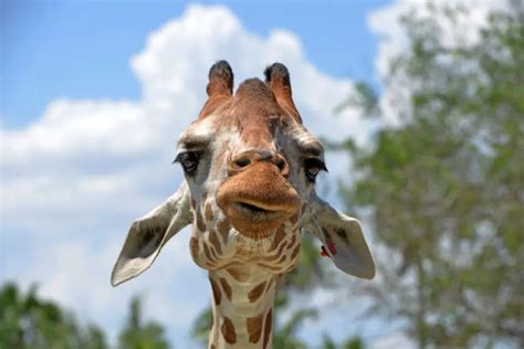 Smutná Zpráva Pro Přírodu Žirafy Jsou Poprvé Na Seznamu Kriticky Ohrožených Druhů — Čt24