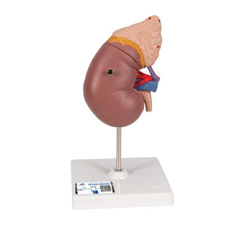Human Kidneys Model With Rear Organs Of Upper Abdomen 3 Part 3b
