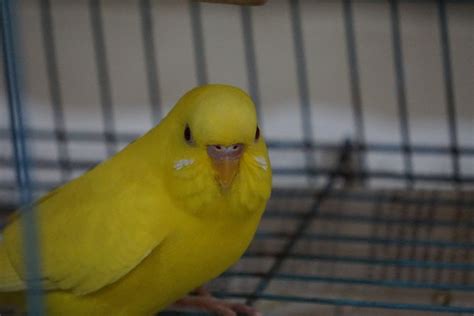 Lutino Male Or Female What Sex Is My Budgie Budgie Community Forums