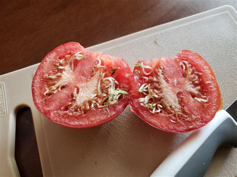 My Tomato Started Sprouting From The Inside Mildlyinteresting