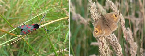 Of Butterflies And Moths Historic Environment Scotland Blog