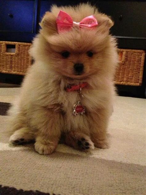 Girly Princess Pomeranian Wearing Pink Bow Animals Pinterest Pink