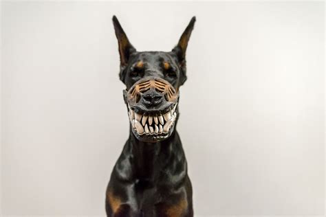 Looking For A Oneofakind Dog Muzzle How ‘bout This One Here Black In