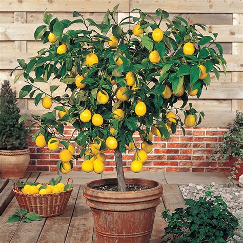 Dwarf Meyer Lemon Tree Gardens Alive