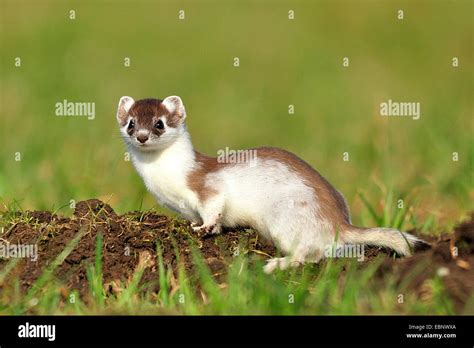 Ermine Stoat Short Tailed Weasel Mustela Erminea At Its Den