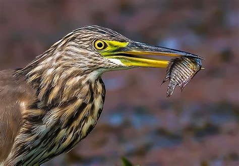 Pond Heron With A Fish Photographed In Purbhasthli West Bengal India