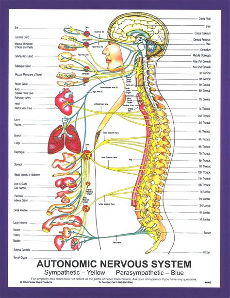 chart autonomic nervous system large john g murray jr chiropractic