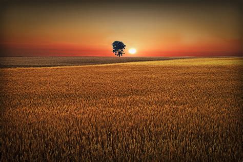 Sunset On Kansas Wheat Field Sunset On A Kansas Wheat Fiel Flickr