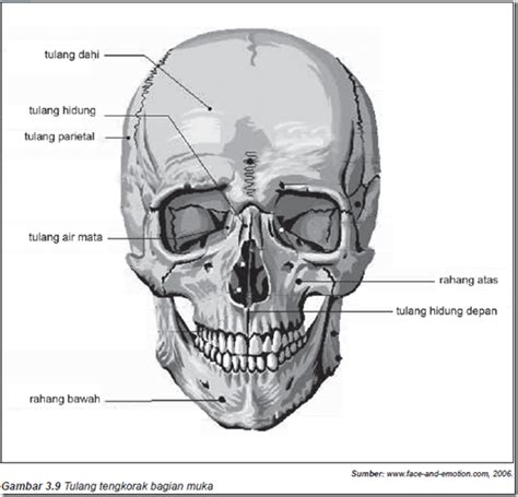 Tulang Tengkorak Cranium Bentuk Susunan Dan Fungsi Pengertian