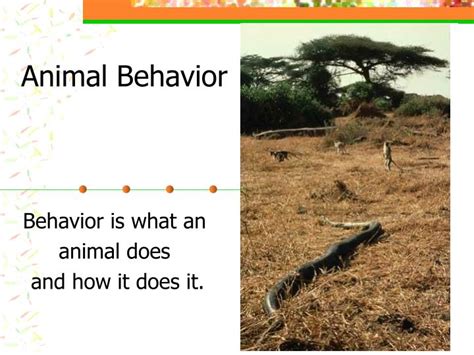 Ppt Animal Behavior Powerpoint Presentation Free Download Id6865314