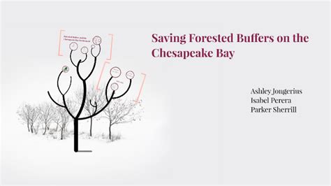 Saving Forested Buffers On The Chesapeake Bay By Isabel Perera