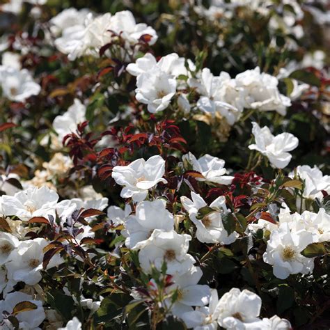 White Knock Out Roses For Sale