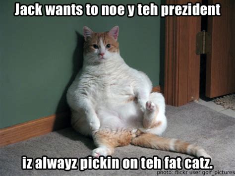 Funny Fat Cats