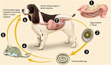 Can Parasites From A Dog Be Transmitted To A Human