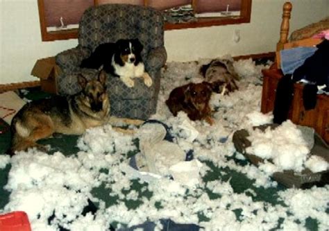 Dogs Who Are Totally Happy They Destroyed Your House Life With Dogs