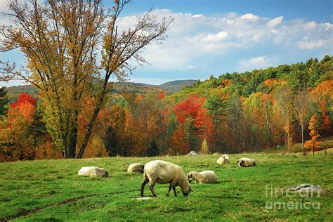 Pasture New England Fall Landscape Sheep Photograph By