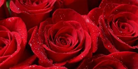 25 Arti Bunga Mawar Berdasarkan Warnanya Gambarkan Beragam Perasaan