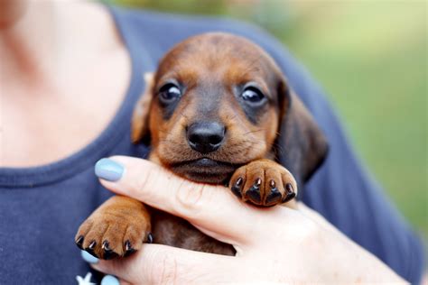 How To Care For a Dachshund - The Complete Guide - I Love Dachshunds