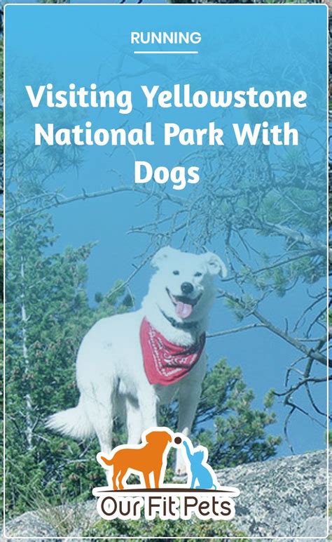 Visiting Yellowstone National Park With Dogs Our Fit Pets Visit